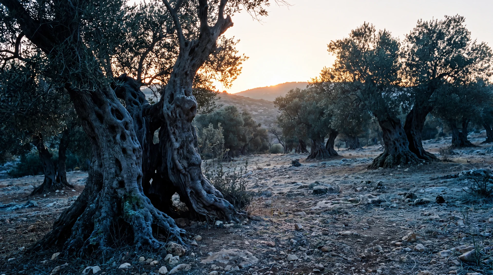 An ancient olive grove on a hillside at first light, massive gnarled and hollowed trunks centuries old, dew on the stony ground, cold blue shadow under the trees and gold light breaking over the ridge behind