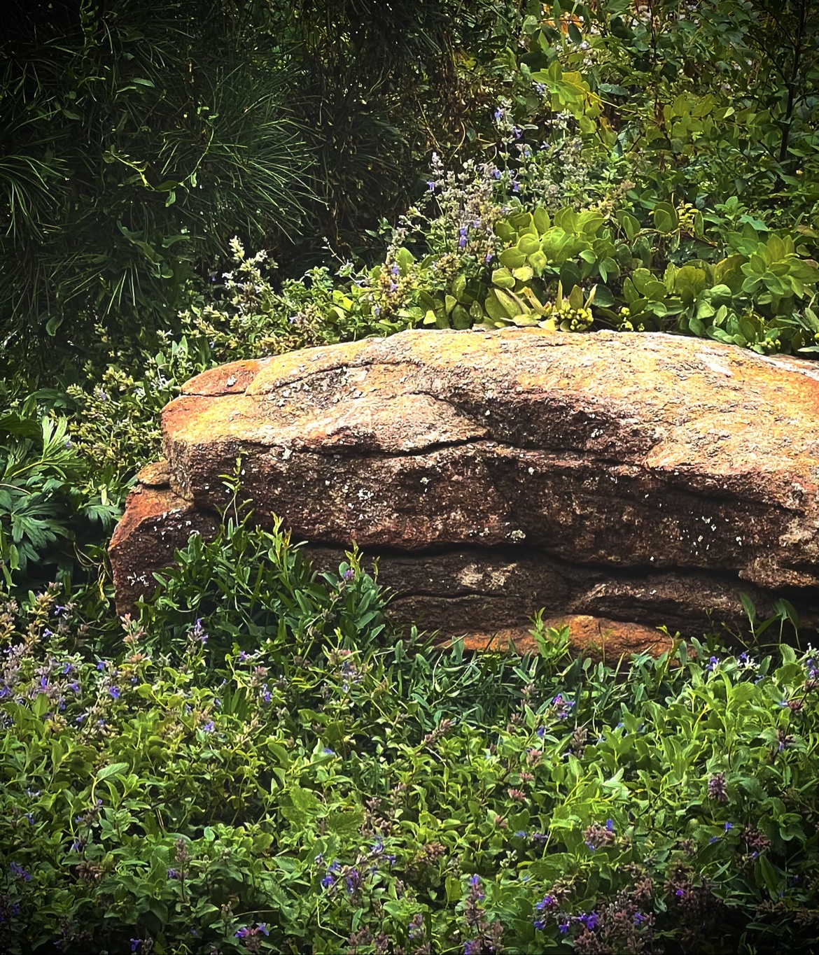 Red Rock Garden