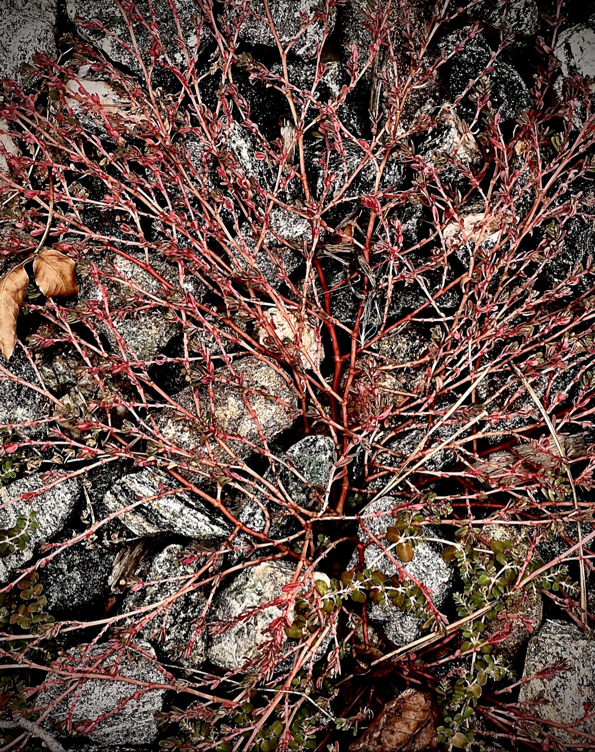 Red Twigs