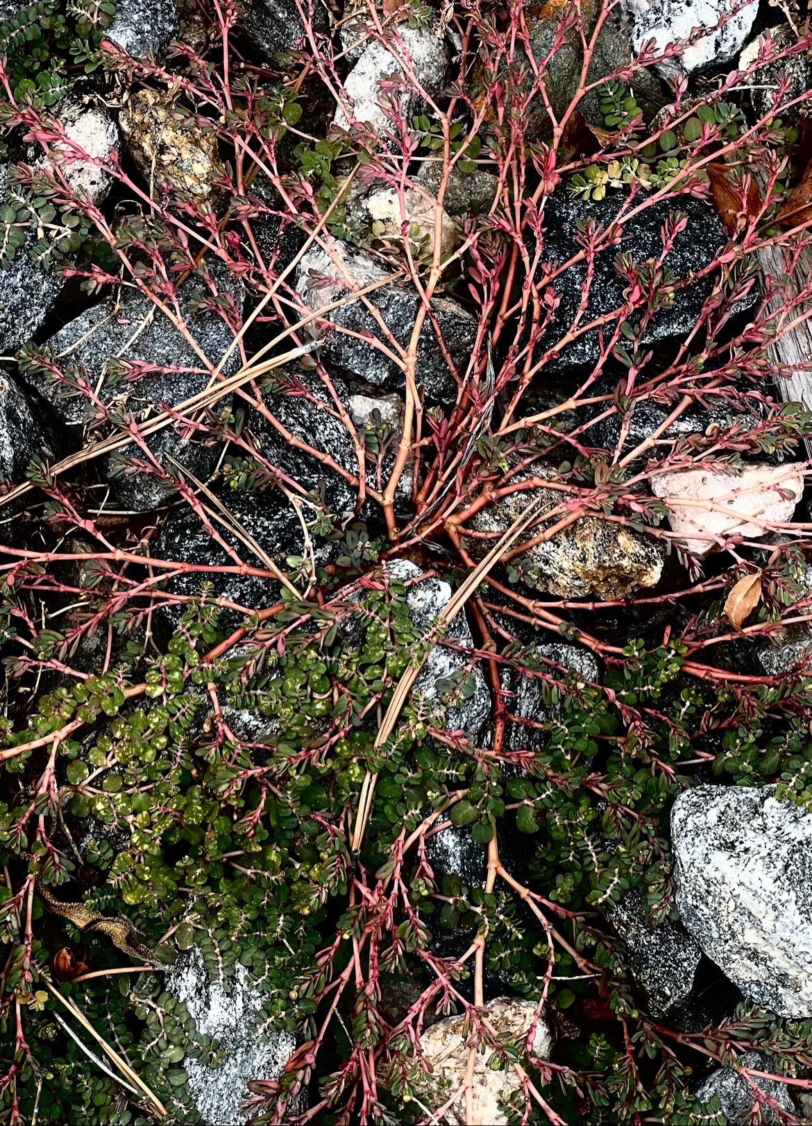 Red Stems