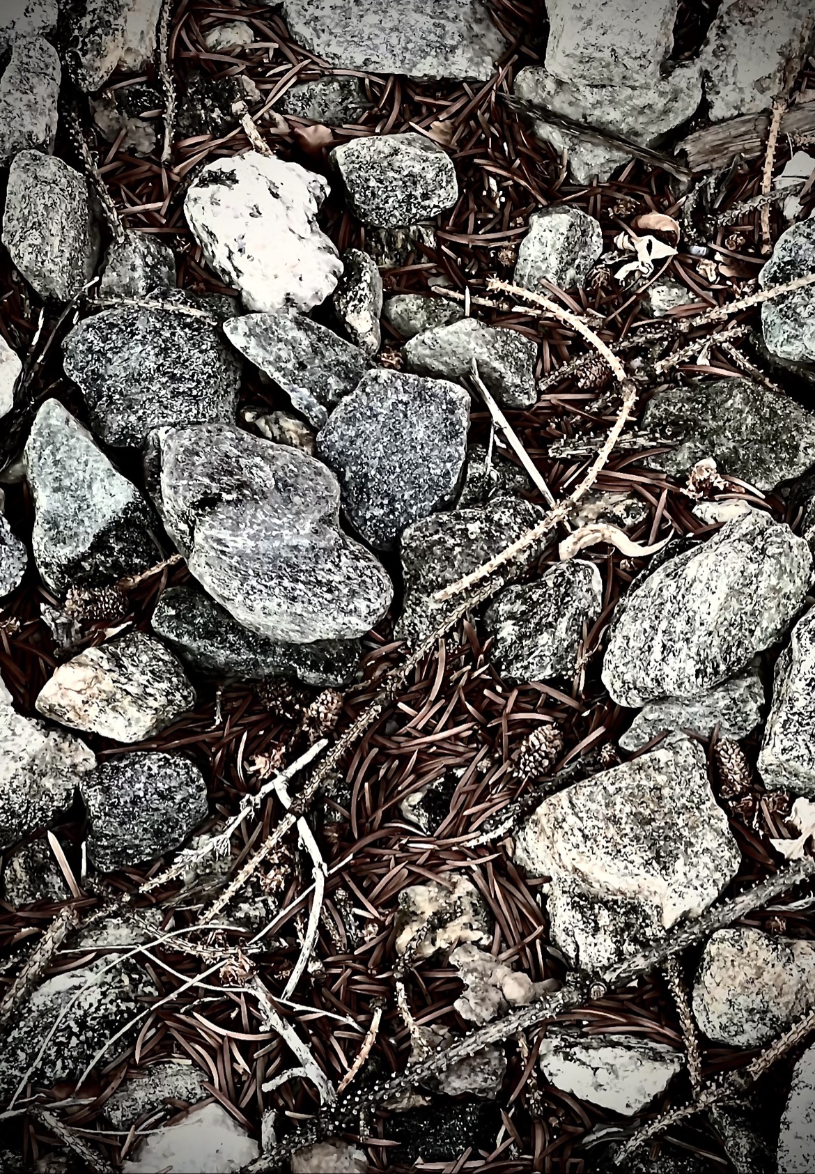 Stones and Pine Needles