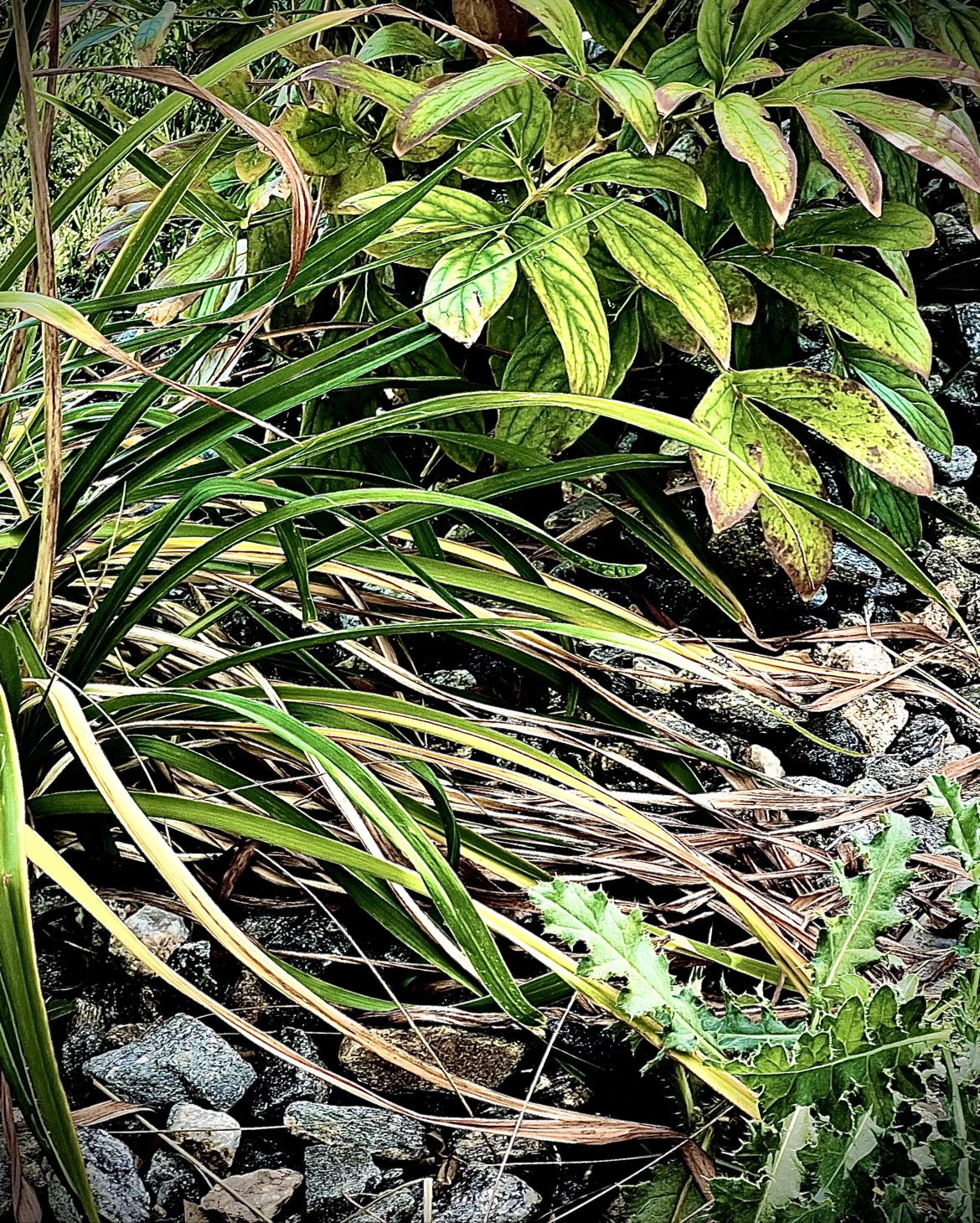Foliage
